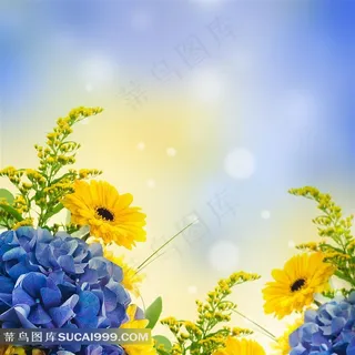 高清非洲菊花图片 高清非洲菊花图片