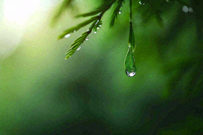 绿色树林里面下雨过后的松枝挂着水滴摄影图(1344x896)