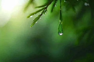 绿色树林里面下雨过后的松枝挂着水滴摄影图