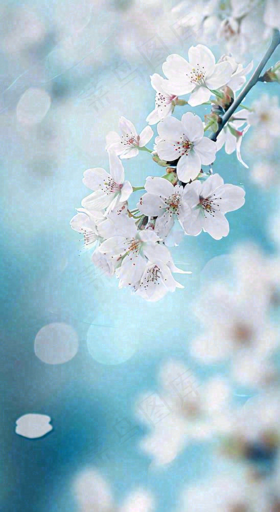唯美清新白色鲜花，文艺新鲜浪漫情人节摄影图(816x1488)