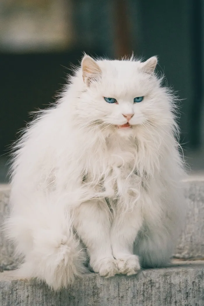 可爱猫咪猫猫摄影素材