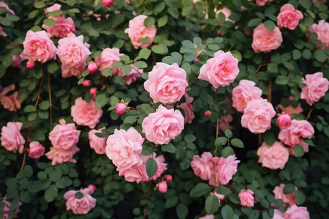 玫瑰花墙粉红色摄影图