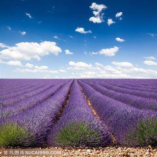 高清蓝天白云薰衣草花海图片