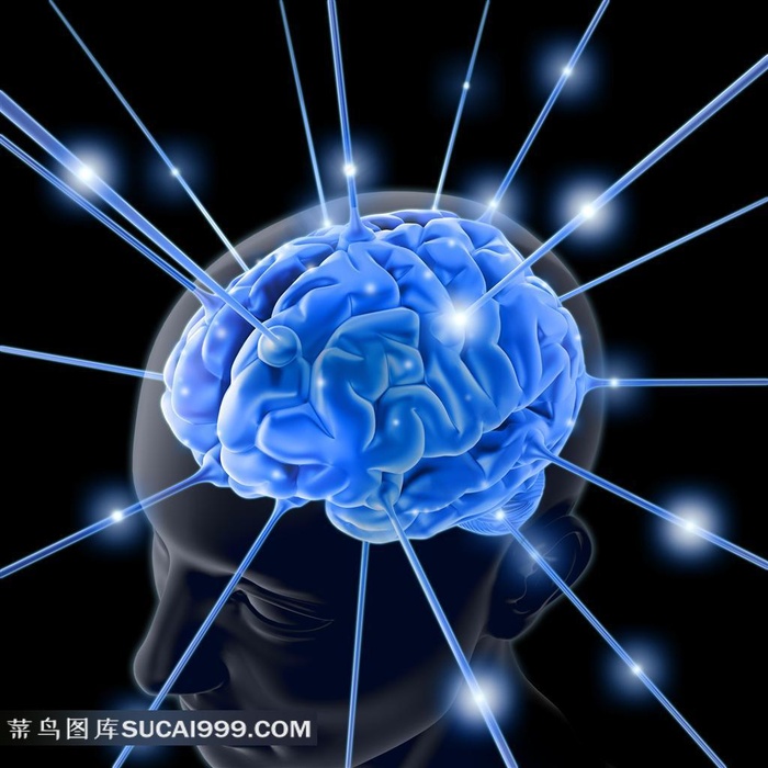 人大脑器官高清素材