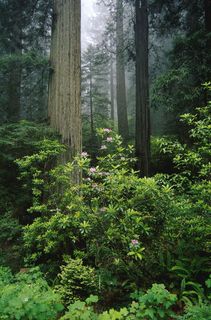 松树林内的绿色植物