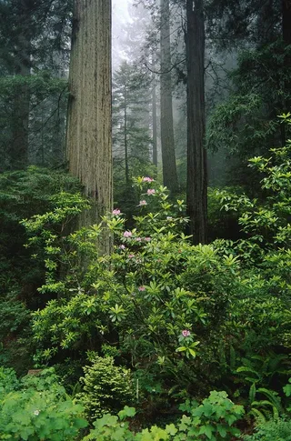 松树林内的绿色植物