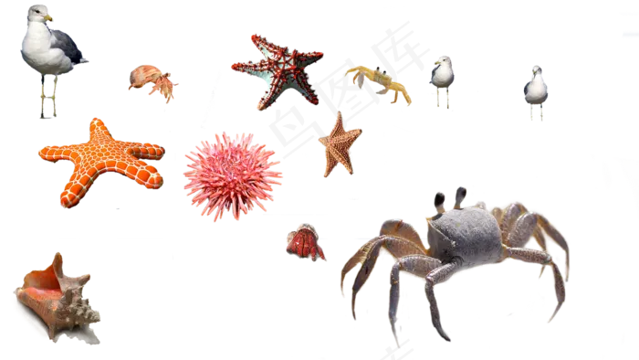 海胆, 螃蟹, 海星, 海, 顽童, 水