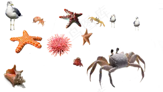 海胆, 螃蟹, 海星, 海, 顽童, 水