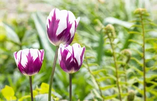 郁金香桌面壁纸图片