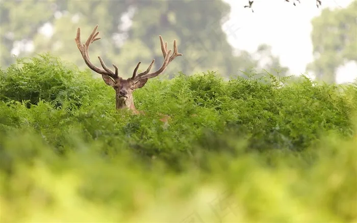 野生动物麋鹿摄影