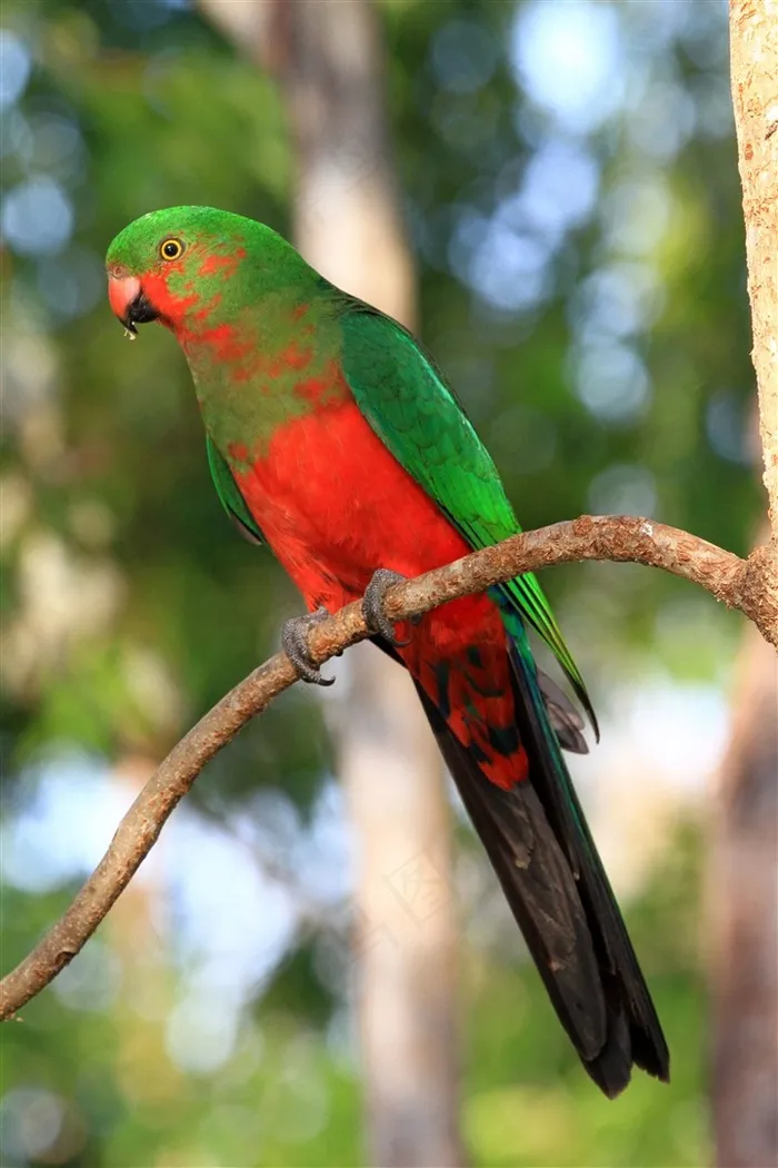 鹦鹉特写彩色羽毛摄影图片