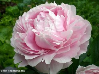 高清粉色绽放牡丹花图片