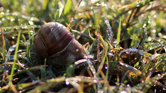 风景 露水 素材拍摄 (160) 风景 露水 素材拍摄 (160)