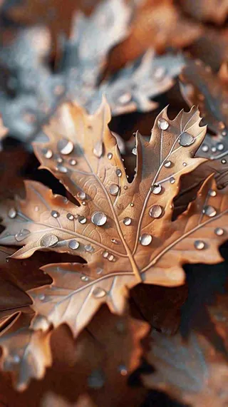 秋叶落叶雨水秋天，秋分