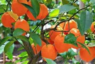 树上成熟的橘子