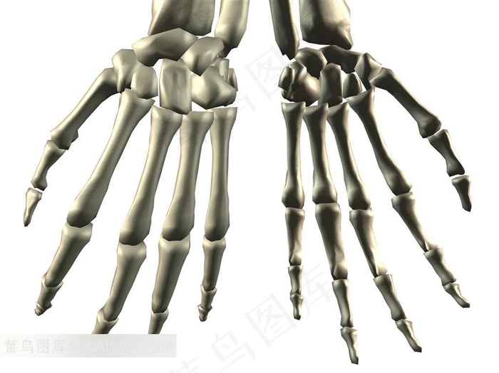 人体手掌骨骼素材