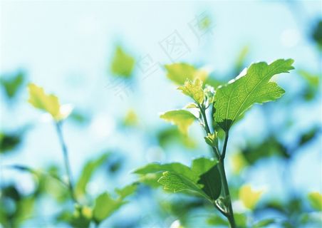 树木风景环境 摄影图片