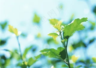 树木风景环境 摄影图片