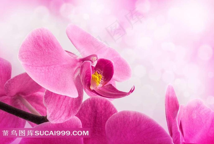 红色蝴蝶兰花蕾图片