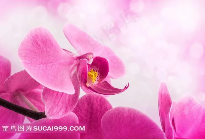 红色蝴蝶兰花蕾图片