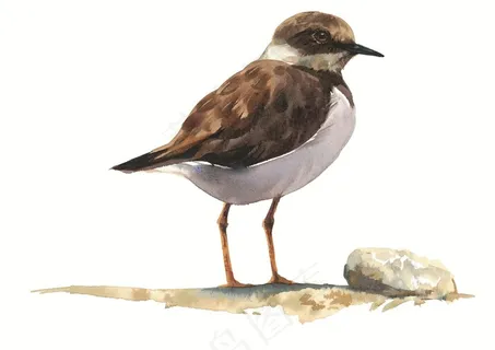 漂亮的小鸟插画素材