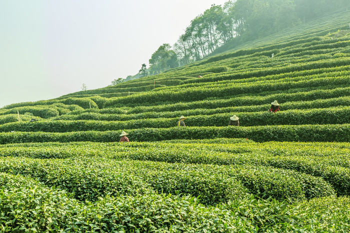 春天山茶茶园采茶场景高清摄影图