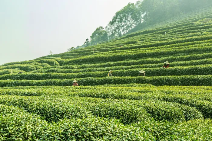 春天山茶茶园采茶场景高清摄影图