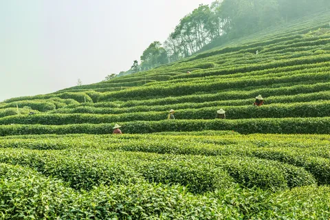 春天山茶茶园采茶场景高清摄影图 春天山茶茶园采茶场景高清摄影图