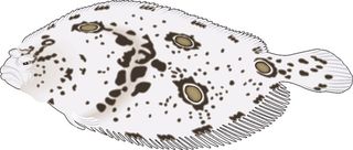 卡通动漫风动画动漫写实素描描摹动物海洋世界鱼10