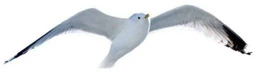 鸟 PNG免抠(600x178)