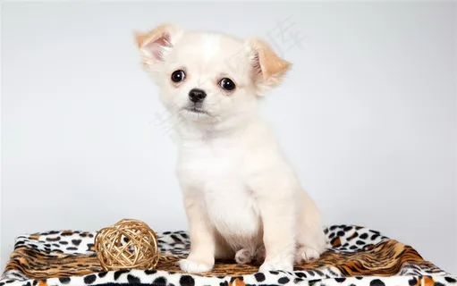 可爱的哈巴狗狗图片