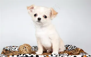 可爱的哈巴狗狗图片