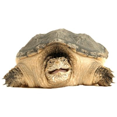 乌龟 PNG免抠(400x400)