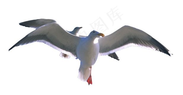 展开翅膀飞翔的鸽子