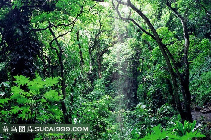 一束阳光下的热带雨林