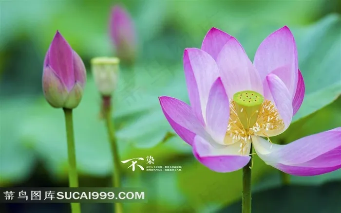 清新荷花唯美图片