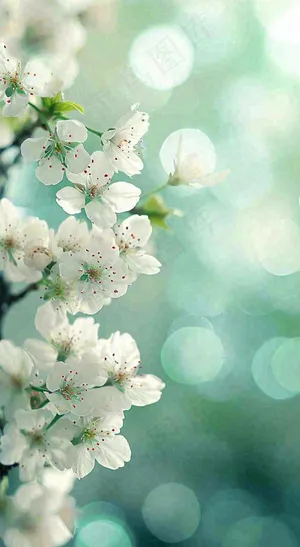 春天清新白色樱花浪漫花瓣枝叶，立春摄影图