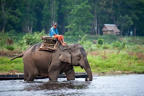 过河的泰国大象图片
