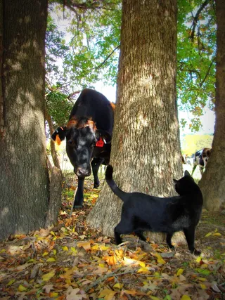 牛奶牛牧场牛奶草原原生态黄牛
