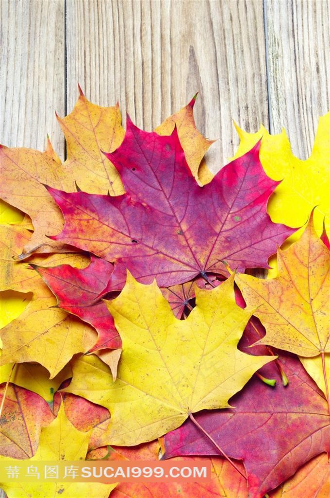 秋天枫叶高清图片