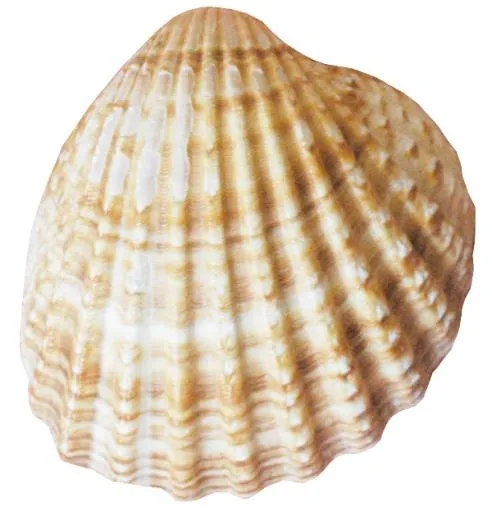 海螺 PNG免抠(600x624)