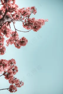 仰拍樱花图片 仰拍樱花图片