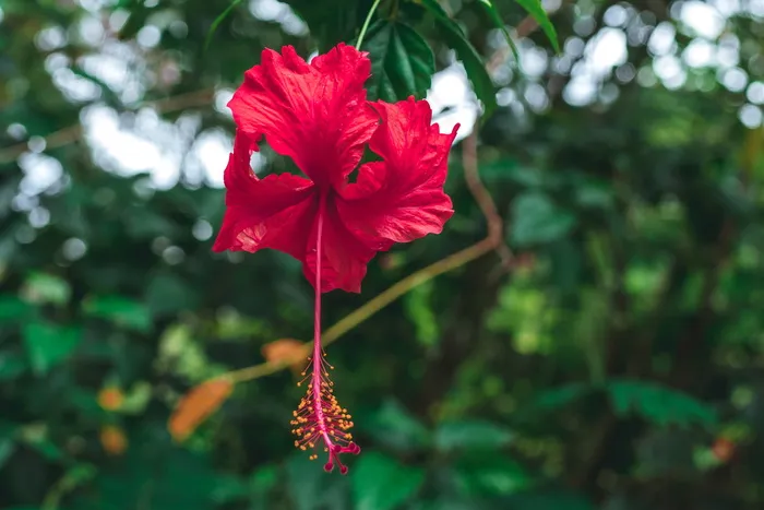 红色木槿花摄影图片