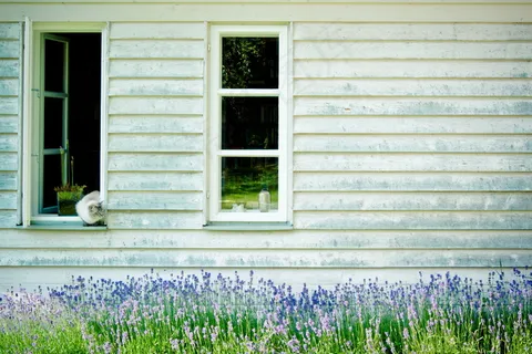 小屋薰衣草图片
