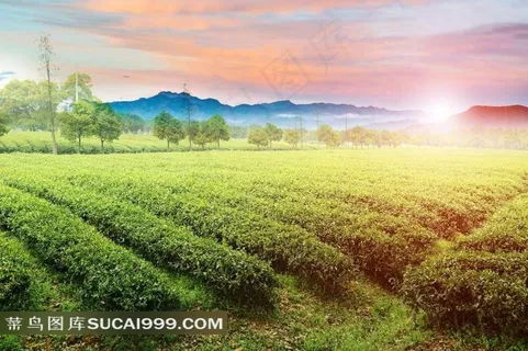 阳光下的茶园田园风光 阳光下的茶园田园风光