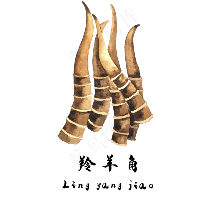 手绘草本中药药材羚羊角