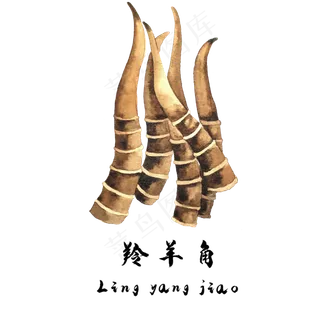 手绘草本中药药材羚羊角