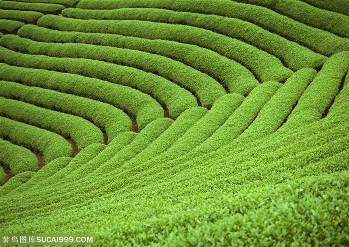 平原草原-起伏的茶树