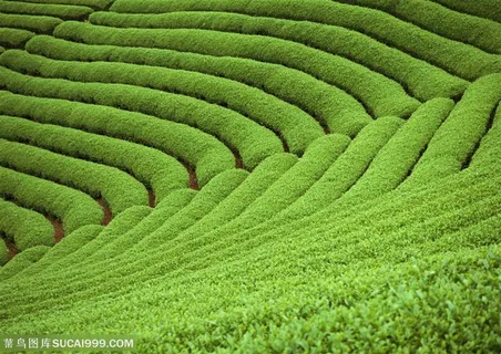 平原草原-起伏的茶树 平原草原-起伏的茶树