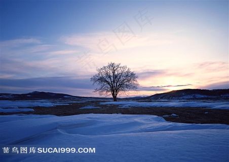 高清雪地大树风光风景图片